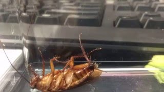 Interlude: Frozen Cockroach Thawing Timelapse