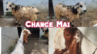 Macherla Sheep Saste Daam Mai | Patel Nagar | Bandlaguda | Hyderabad