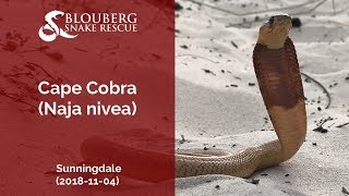 Juvenile Cape Cobra near Sunningdale (20181104)