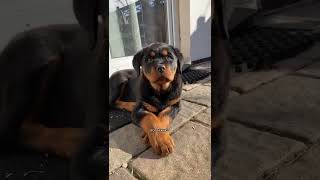 THE CUTE DOG EATING FOOD MOMENT #short #cutedog #dog #tiktokt #funny #moment