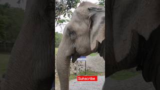 Elephant close look 😱#explore #wildlife #wild #elephant #animals #forest #nepal