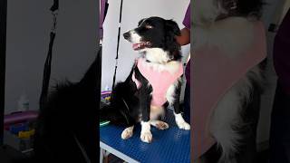 Double Fun! Grooming Two Energetic Border Collies - Watch Their Amazing Transformation! #grooming