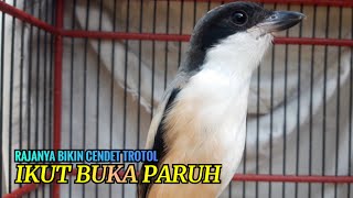 SUARA CENDET TROTOL❗PANCINGAN EFEKTIF CENDET TROTOL AGAR CEPAT EMOSI IKUTAN BUNYI