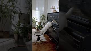 Piano Cat: A Feline's Musical Adventure