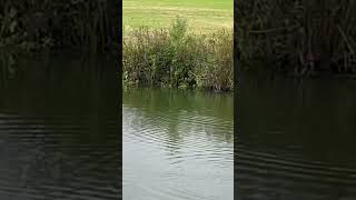 Beautiful swallows darting over the water earlier today. #swallows #wildlife #narrowboats