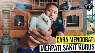 CARA MENGOBATI MERPATI SAKIT KURUS