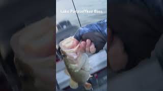 #2 Bass release