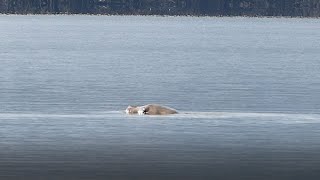 Sealion Eating Sturgeon on the Columbia River