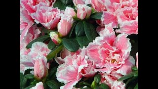 ASALIA   //   RODODENDRON   ///   АЗАЛИЯ   //   РОДОДЕНДРОН