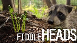 Find FIDDLEHEADS in the WILD!