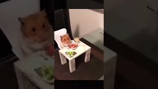 Hamster having fancy lunch