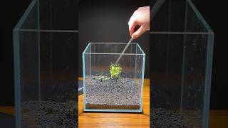 Planting pearlweed in a nano aquarium