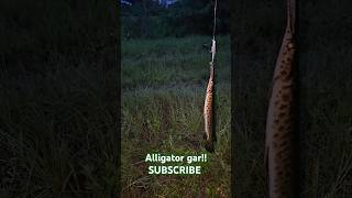 Alligator gar! #subscribe #freshwater #alligatorgar #florida #fishing #trending #jerkbait #fyp