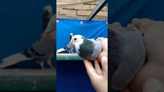 Dobaz Pigeon Pair||#foryou #viral #viralvideo #foryouvideo #trending #youtubeshorts #reels