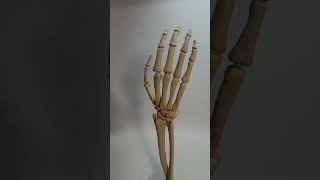 Skeletthand - Skeleton hand- 3D-Print - Lifesize #skeleton #3d #shorts #ytshorts