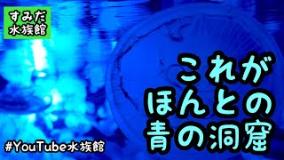 クラゲの青の洞窟／すみだ水族館［YouTube水族館］#ミズクラゲ