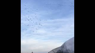 When Snow Geese Just Do It - Fall Snow Goose Flock Decoying