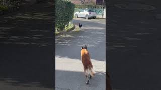 Mon chien course une poule🐓. #youtubeshorts #video #malinois #chien #dog #poulet #viral #k9 #atom