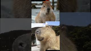 капибара #тихий55 #capybara #рекоминдации #капибара