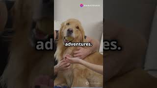 Adorable Pet Moments #youtubeshorts