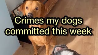 Crimes my dogs committed this week!