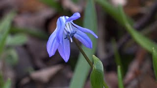 Siberian squill #2