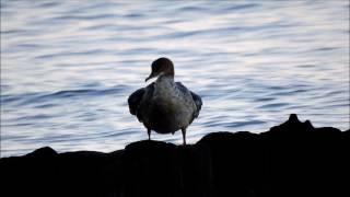 Nurogęś (Mergus merganser)