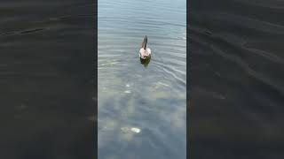 Pelican eat fish#youtube #youtubeshorts#pelicans