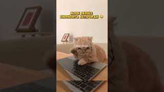 Mode serius #kucing #shortvideo #lucu #cat