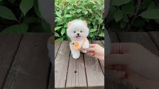 cute professional #dog #puppy #pets #cute #pomeranian #cutedog #pet #animal #doglover