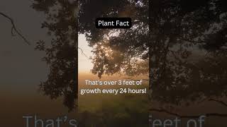 Plant Fact: