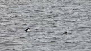 Common goldeneye duck #2