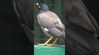 Beautiful Myna Bird #mynah #myna #beautifulbird #beautiful #beauty #birds #love #youtube #shorts #yt