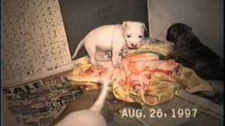 August - 1997 - Puppies