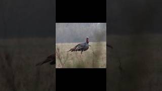 Turkey gobble! #trending #hunter #hunting #fire #turkey #memes #trend #subscribe