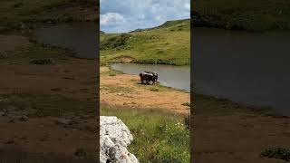 Wild Horses: Freedom and Beauty of Nature | Divlji Konji: Sloboda i Ljepota Prirode Jahorina