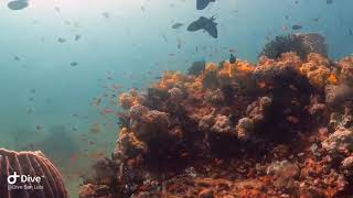 Cathedral dive site in anilao batangas