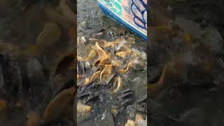 Fish Feeding in Farm Ponds #fishing #13