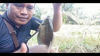 MANCING DISINI STRIKENYA BERTUBI-TUBI