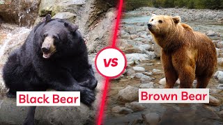 Black Bear Vs Brown Bear in Hindi for Kids || काला भालू Vs भूरा भालू || Brown Bear Vs Black Bear.