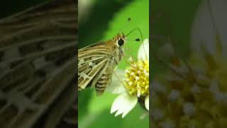 Grass dart Butterfly| #butterfly #indianwildlife #nature #butterflies #wildlife #beautifulbutterfly