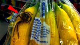 Jadowity pająk w bananach z supermarketu