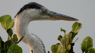 tree of birds ต้นไม้ของนก และธรรมชาติบำบัดได้