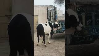 Panda 🐼 MashAllah #cattlefarm #topquality #bull #beauty #subscribe  #pinknoseablaknukre #bullupdate