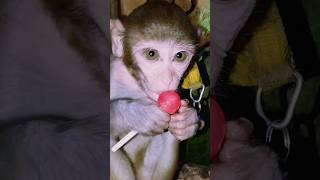 baby monkeys for adoption free||#cutemonkey #youtubeshorts #shorts #ytshorts