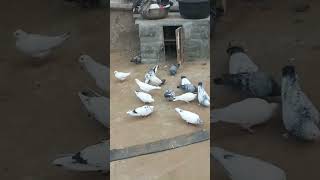 #kabutarbazi #pigeon #pigeonlove #kabutar #newpost #bajigar #punepigeons #punebajigar #pigeonvideo