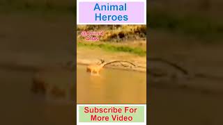 Hippo Saves Deer From Crocodile || Animal Saving Another Animal || Helping Another animal #Shorts