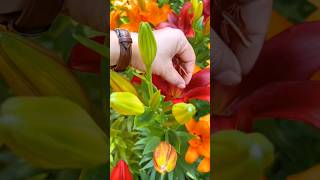 Tips To Extend Flowering Period Of Lily #satisfying #flowers #tricks