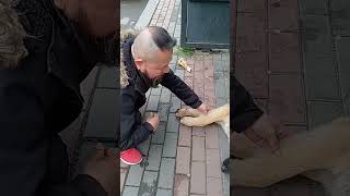 野良シェパード。A stray German Shepherd dog is taking a nap at a bus stop in Batumi.