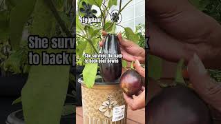 Growing Eggplant on the deck #containergardening